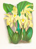 Lycaste costata - Jean Jules Linden — näkymä teoksesta