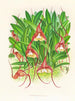 Masdevallia bella - Jean Jules Linden — näkymä teoksesta