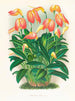 Masdevallia est fougueux - Jean Jules Linden — näkymä teoksesta