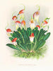 Masdevallia reichenbachiana - Jean Jules Linden — näkymä teoksesta