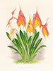 Masdevallia veitchiana - Jean Jules Linden — näkymä teoksesta