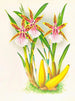 Miltonia blunti - Jean Jules Linden — näkymä teoksesta