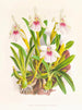Miltonia-maalaus on vaikuttava - Jean Jules Linden — näkymä teoksesta