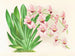 Miltonia vexillaria - Jean Jules Linden — näkymä teoksesta