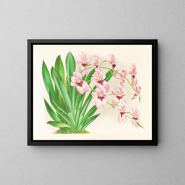 Miltonia vexillaria - Jean Jules Linden — kehystetty taideteos seinällä