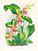 Odontoglossum hastilabium - Jean Jules Linden — näkymä teoksesta
