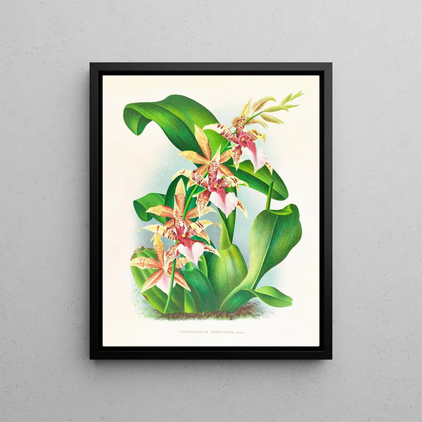 Jean Jules Linden - Odontoglossum Hastilabium.webp