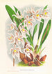 Odontoglossum Ruckerianum - Jean Jules Linden — näkymä teoksesta