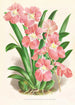 Odontoglossum Vexillarium - Jean Jules Linden — näkymä teoksesta