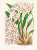 Odontoglossum alexandrae var. cutsemianum - Jean Jules Linden — näkymä teoksesta