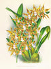 Odontoglossum boddaertianum - Jean Jules Linden — näkymä teoksesta