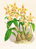 Odontoglossum coradinei var. grandiflorum - Jean Jules Linden — näkymä teoksesta
