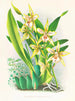 Odontoglossum duvivierianus - Jean Jules Linden — näkymä teoksesta