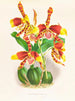 Odontoglossum grande - Jean Jules Linden — näkymä teoksesta