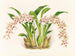 Odontoglossum lucianianum - Jean Jules Linden — näkymä teoksesta