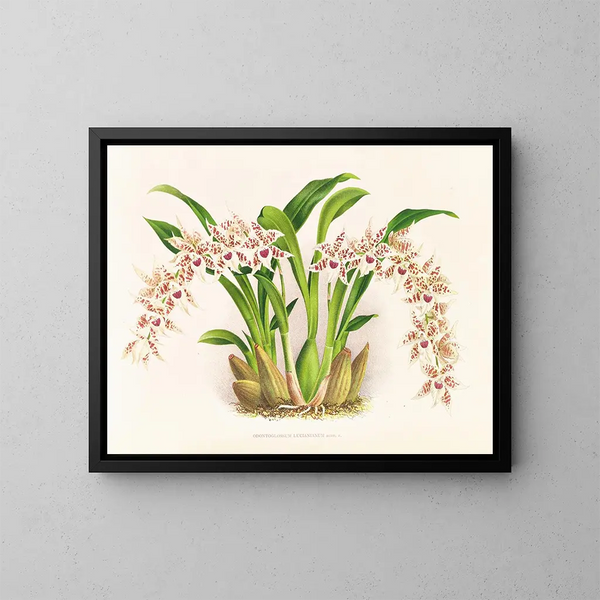 Odontoglossum lucianianum - Jean Jules Linden — kehystetty taideteos seinällä