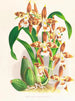 Odontoglossum luteopurpureum - Jean Jules Linden — näkymä teoksesta