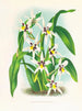 Odontoglossum maxillare - Jean Jules Linden — näkymä teoksesta