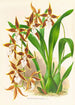 Odontoglossum nevadense - Jean Jules Linden — näkymä teoksesta