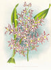 Odontoglossum odoratum var striatum - Jean Jules Linden — näkymä teoksesta