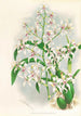 Odontoglossum ramosissimum - Jean Jules Linden — näkymä teoksesta