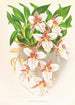 Odontoglossum rubescens - Jean Jules Linden — näkymä teoksesta