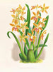 Odontoglossum schillerianus - Jean Jules Linden — näkymä teoksesta