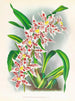 Odontoglossum schlesingerianum - Jean Jules Linden — näkymä teoksesta