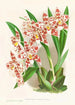 Odontoglossum wilckeanum albens - Jean Jules Linden — näkymä teoksesta