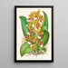 Oncidium Lannceanum - Jean Jules Linden — kehystetty taideteos seinällä