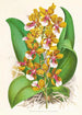 Oncidium Lannceanum - Jean Jules Linden — näkymä teoksesta