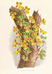 Oncidium Limminghei - Jean Jules Linden — näkymä teoksesta