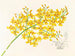 Oncidium aurosum - Jean Jules Linden — näkymä teoksesta