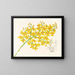 Oncidium aurosum - Jean Jules Linden — kehystetty taideteos seinällä