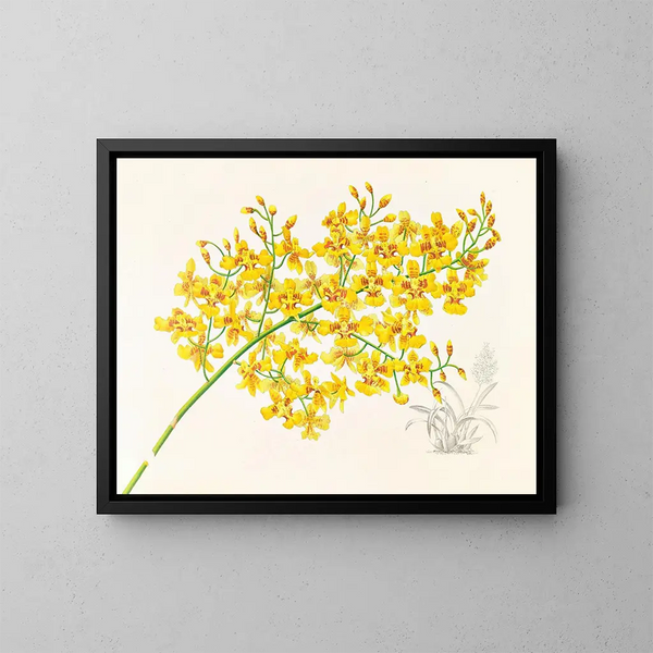 Oncidium aurosum - Jean Jules Linden — kehystetty taideteos seinällä