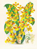 Sarcodes d'Oncidium - Jean Jules Linden — näkymä teoksesta