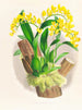Oncidium warscewiczii - Jean Jules Linden — näkymä teoksesta