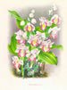 Phaius humbloti - Jean Jules Linden — näkymä teoksesta