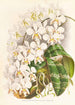 Phalaenopsis Stuartiana - Jean Jules Linden — näkymä teoksesta