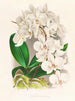 Belle Phalaenopsis - Jean Jules Linden — näkymä teoksesta