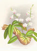 Phalaenopsis esmeralda var candidula - Jean Jules Linden — näkymä teoksesta