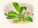 Phalaenopsis luddemanniana - Jean Jules Linden — näkymä teoksesta