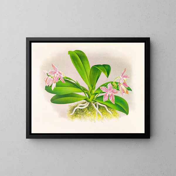 Phalaenopsis luddemanniana - Jean Jules Linden — kehystetty taideteos seinällä