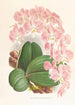 Phalaenopsis sanderiana - Jean Jules Linden — näkymä teoksesta