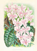 Phalaenopsis schilleriana - Jean Jules Linden — näkymä teoksesta