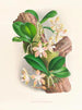 Phalaenopsis sumatrana - Jean Jules Linden — näkymä teoksesta