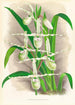 Selenipedium Reticulatum - Jean Jules Linden — näkymä teoksesta