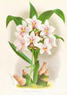 Spathoglottis Augustorum - Jean Jules Linden — näkymä teoksesta