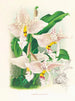 Stanhopea oculata - Jean Jules Linden — näkymä teoksesta
