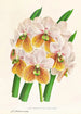 Vanda Sanderiana var Labello Viridi - Jean Jules Linden — näkymä teoksesta